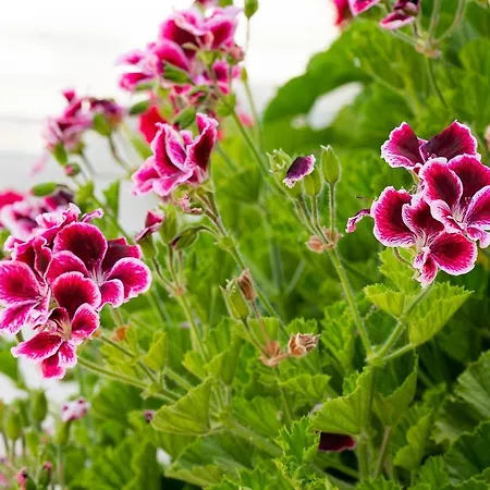 Ionio Holidays Katerina *